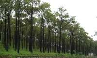 Improving the quality of forest coverage