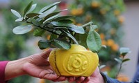 Craftsman prepare unique ornamental trees ahead of Year of Rat