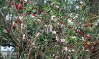 Hanoi's streets flooded by wild peach blossoms as Tet approaches