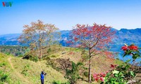 Stunning bombax ceiba flowers of Son La prove to be a hit among visitors