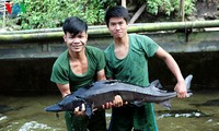 Combatientes del puesto fronterizo Pa Vay Su crían salmones y esturiones  