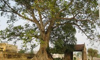 La estructura tradicional de las aldeas de los Kinh