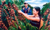 Tay Nguyen en búsqueda de modelo de desarrollo campestre