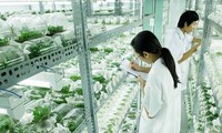 Vietnam analiza las medidas para impulsar el desarrollo agrícola basado en los avances tecnológicos