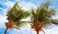 Nam Yet, isla de cocos en el archipiélago de Truong Sa 