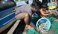 El Delta del río Mekong en la temporada de crecidas