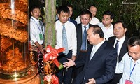 Vietnam promueve la marca del ginseng Ngoc Linh para mejorar los ingresos nacionales