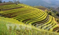 Región norteña de Vietnam promueve recorridos turísticos por arrozales en terrazas