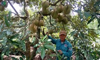 Agricultores de provincia altiplánica prosperan gracias al cafeto y otros cultivos rotativos