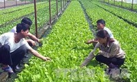 Vietnam por avanzar en la producción agrícola orgánica