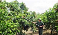 La vida rural de nuevo estilo en la comuna de Chieng Khuong