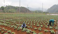 Son La hacia un centro de aplicación agrícola de alta tecnología de la región Noroeste