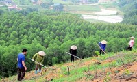 Vietnam se aproxima a la meta de plantación de mil millones de árboles