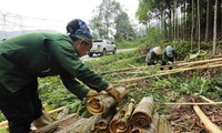 Vietnam se esfuerza por continuar siendo el mayor exportador mundial de canela