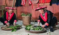 Medicinas herbarias tradicionales de los Dao Rojos