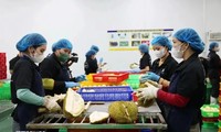 Nuevo récord en la exportación de frutas y hortalizas vietnamitas