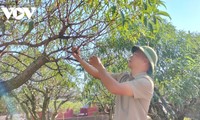 El Tet vuelve a “florecer” en los campos de melocotoneros de Cam Gia 