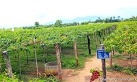 Ninh Thuan promueve el modelo “Gran Campo” en el cultivo de uvas 