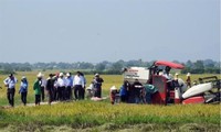 La construcción del modelo de producción “Campo Grande” en Ninh Thuan 