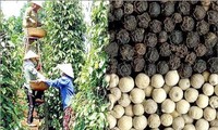 Oportunidad de los productos agrícolas vietnamitas