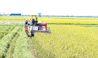 El desarrollo agrícola en la provincia norvietnamita de Thai Binh