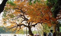 El fascinante otoño de Hanói en la música