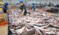 Exportación de pangasius vietnamita logra cifra récord 