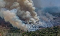 Países sudamericanos aumentarán cooperación para proteger la selva amazónica 