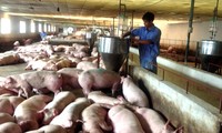 Implementan medidas para estabilizar precio de carne de cerdo