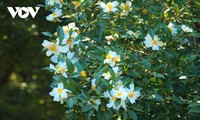 Binh Lieu en la temporada blanca de la camellia oleifera