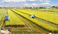 Las provincias del Delta del río Mekong reafirman el “sabor del arroz vietnamita” 