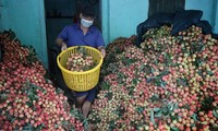 Vietnam tendrá modelos de consumo de productos agrícolas con seguridad epidémica