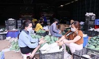 Promueven el comercio del mango verde de Vietnam en Australia