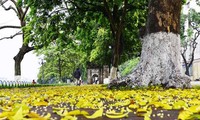 Canciones sobre el otoño