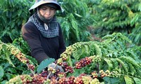 Foro sobre la conexión de la cadena de valor de productos agrícolas en las Tierras Altas Centrales