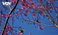 Las flores de To Day anuncian una nueva primavera en Mu Cang Chai