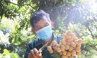 Exportan oficialmente primer lote de longan vietnamita a Japón