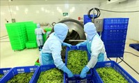 Vietnam logra producir más de 6,7 mil millones de dólares en superávit comercial de productos agrícolas, forestales y acuícolas