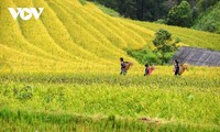 Los mejores destinos para ver el arroz maduro en otoño