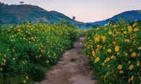 Los girasoles mexicanos florecen en el volcán Chu Dang Ya