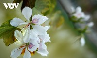 Dien Bien en la temporada de flores bauhinia 