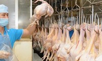 Vietnam exportará a mercado musulmán mil toneladas de carne de pollo por mes