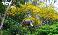 Son Tra en la temporada de flores amarillas