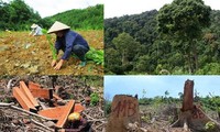 Vietnam implementa proactivamente el Reglamento de Deforestación de la UE 