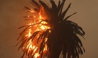 Incendios forestales en Los Ángeles: mueren al menos 5 personas