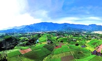 Contemplar las colinas de té más bonitas en Thai Nguyen