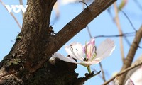 Las flores de Bauhinia cubren Son La con la llegada de la primavera al noroeste de Vietnam