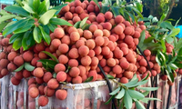 Vietnam, segundo mayor productor mundial de lichi