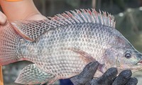 Vietnam realiza su primera exportación de tilapia a Brasil 