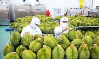 Exportaciones de durián de Vietnam alcanzan máximos históricos